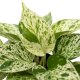 Efeutute Epipremnum pinnatum Marble Queen | Hydrokultur Zimmerpflanze in Blähton | rankende Kletterpflanze ca. 20-25cm im Kulturtopf 13/12 mit Gießanzeiger