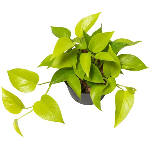 Efeutute Epipremnum pinnatum Neon Kletterpflanze | Hydrokultur Zimmerpflanze in Blähton | Grünpflanze rankend ca. 25-35cm im Kulturtopf 15/19 mit Gießanzeiger