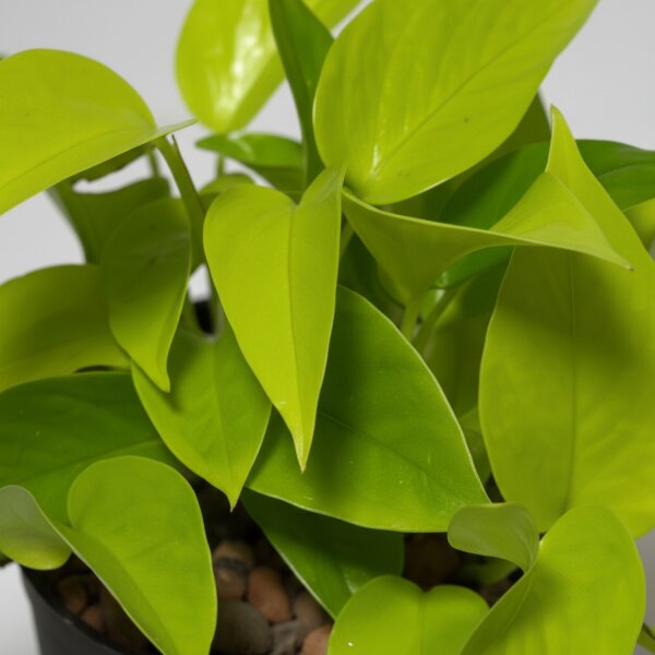 Efeutute Epipremnum pinnatum Neon Kletterpflanze | Hydrokultur Zimmerpflanze in Blähton | Grünpflanze rankend ca. 25-35cm im Kulturtopf 15/19 mit Gießanzeiger