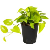 Efeutute Epipremnum pinnatum Neon Kletterpflanze |...
