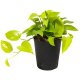 Efeutute Epipremnum pinnatum Neon Kletterpflanze | Hydrokultur Zimmerpflanze in Blähton | Grünpflanze rankend ca. 25-35cm im Kulturtopf 15/19 mit Gießanzeiger