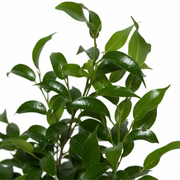 Birkenfeige Ficus benjamina Natascha | Hydrokultur Zimmerpflanze in Blähton | Grünpflanze ca. 30 - 40cm im Kulturtopf 13/12 mit Gießanzeiger
