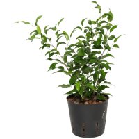 Birkenfeige Ficus benjamina Natascha | Hydrokultur...