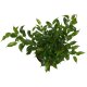 Birkenfeige Ficus benjamina Natascha | Hydrokultur Zimmerpflanze in Blähton | Grünpflanze ca. 30 - 40cm im Kulturtopf 13/12 mit Gießanzeiger