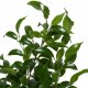Birkenfeige Ficus benjamina Natascha | Hydrokultur Zimmerpflanze in Blähton | Grünpflanze ca. 30 - 40cm im Kulturtopf 13/12 mit Gießanzeiger