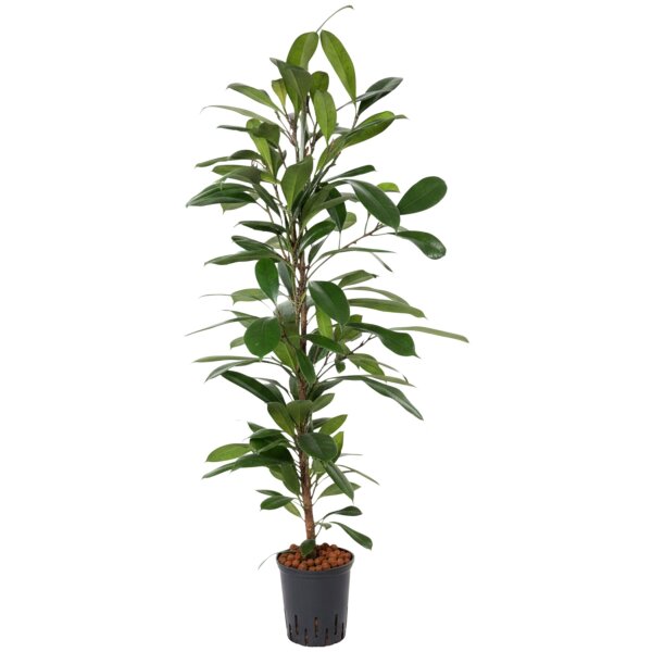 Becherfeige Ficus cyathistipula | Hydrokultur Zimmerpflanze in Blähton | Grünpflanze 100-120cm im Kulturtopf 18/19 mit Gießanzeiger
