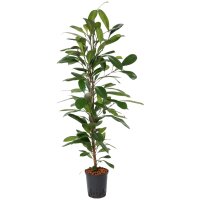 Becherfeige Ficus cyathistipula | Hydrokultur...