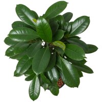 Becherfeige Ficus cyathistipula | Hydrokultur...