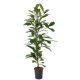 Becherfeige Ficus cyathistipula | Hydrokultur Zimmerpflanze in Blähton | Grünpflanze 100-120cm im Kulturtopf 18/19 mit Gießanzeiger