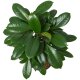 Becherfeige Ficus cyathistipula | Hydrokultur Zimmerpflanze in Blähton | Grünpflanze 100-120cm im Kulturtopf 18/19 mit Gießanzeiger
