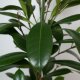 Becherfeige Ficus cyathistipula | Hydrokultur Zimmerpflanze in Blähton | Grünpflanze 100-120cm im Kulturtopf 18/19 mit Gießanzeiger