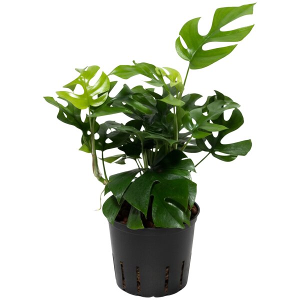Mini Monstera Rhaphidophora tetrasperma Kletterpflanze | Hydrokultur Zimmerpflanze in Blähton | Grünpflanze ca. 30-40cm Kulturtopf 13/12 mit Gießanzeiger