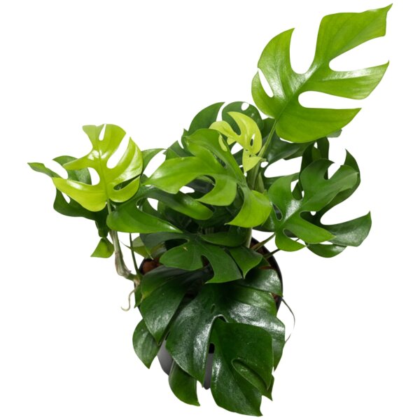 Mini Monstera Rhaphidophora tetrasperma Kletterpflanze | Hydrokultur Zimmerpflanze in Blähton | Grünpflanze ca. 30-40cm Kulturtopf 13/12 mit Gießanzeiger
