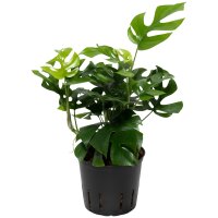 Mini Monstera Rhaphidophora tetrasperma Kletterpflanze |...