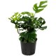 Mini Monstera Rhaphidophora tetrasperma Kletterpflanze | Hydrokultur Zimmerpflanze in Blähton | Grünpflanze ca. 30-40cm Kulturtopf 13/12 mit Gießanzeiger