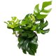 Mini Monstera Rhaphidophora tetrasperma Kletterpflanze | Hydrokultur Zimmerpflanze in Blähton | Grünpflanze ca. 30-40cm Kulturtopf 13/12 mit Gießanzeiger