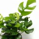 Mini Monstera Rhaphidophora tetrasperma Kletterpflanze | Hydrokultur Zimmerpflanze in Blähton | Grünpflanze ca. 30-40cm Kulturtopf 13/12 mit Gießanzeiger