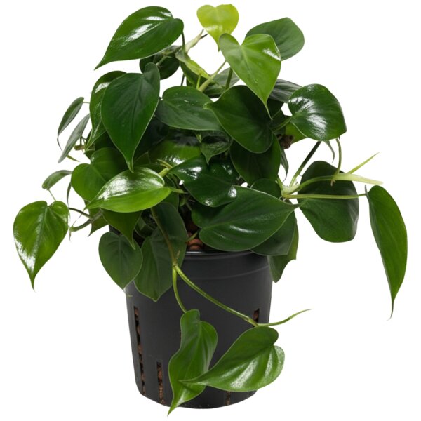 Baumfreund Philodendron scandens Kletterpflanze | Hydrokultur Zimmerpflanze in Blähton | rankende Grünpflanze 30-40cm im Kulturtopf 13/12 mit Gießanzeiger