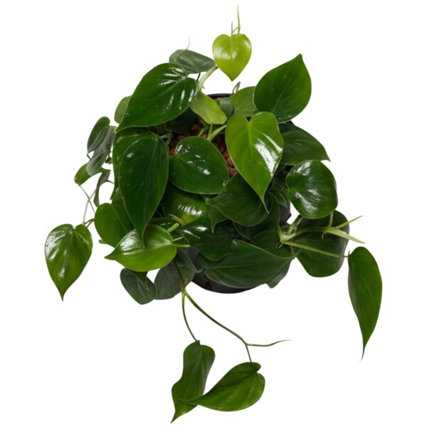 Baumfreund Philodendron scandens Kletterpflanze | Hydrokultur Zimmerpflanze in Blähton | rankende Grünpflanze 30-40cm im Kulturtopf 13/12 mit Gießanzeiger