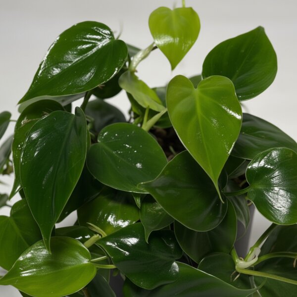 Baumfreund Philodendron scandens Kletterpflanze | Hydrokultur Zimmerpflanze in Blähton | rankende Grünpflanze 30-40cm im Kulturtopf 13/12 mit Gießanzeiger