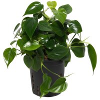 Baumfreund Philodendron scandens Kletterpflanze |...