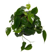 Baumfreund Philodendron scandens Kletterpflanze |...