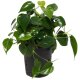 Baumfreund Philodendron scandens Kletterpflanze | Hydrokultur Zimmerpflanze in Blähton | rankende Grünpflanze 30-40cm im Kulturtopf 13/12 mit Gießanzeiger