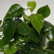 Baumfreund Philodendron scandens Kletterpflanze | Hydrokultur Zimmerpflanze in Blähton | rankende Grünpflanze 30-40cm im Kulturtopf 13/12 mit Gießanzeiger