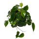 Baumfreund Philodendron scandens Kletterpflanze | Hydrokultur Zimmerpflanze in Blähton | rankende Grünpflanze 30-40cm im Kulturtopf 13/12 mit Gießanzeiger