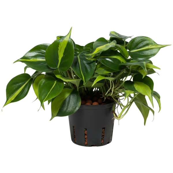 Baumfreund Philodendron scandens Kletterpflanze | Hydrokultur Zimmerpflanze in Blähton | rankende Grünpflanze ca. 25cm im Kulturtopf 13/12 mit Gießanzeiger