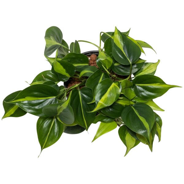 Baumfreund Philodendron scandens Kletterpflanze | Hydrokultur Zimmerpflanze in Blähton | rankende Grünpflanze ca. 25cm im Kulturtopf 13/12 mit Gießanzeiger