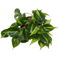 Baumfreund Philodendron scandens Kletterpflanze |...