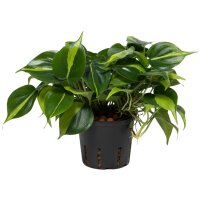 Baumfreund Philodendron scandens Kletterpflanze |...