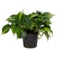Baumfreund Philodendron scandens Kletterpflanze | Hydrokultur Zimmerpflanze in Blähton | rankende Grünpflanze ca. 25cm im Kulturtopf 13/12 mit Gießanzeiger