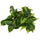 Baumfreund Philodendron scandens Kletterpflanze | Hydrokultur Zimmerpflanze in Blähton | rankende Grünpflanze ca. 25cm im Kulturtopf 13/12 mit Gießanzeiger