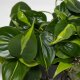 Baumfreund Philodendron scandens Kletterpflanze | Hydrokultur Zimmerpflanze in Blähton | rankende Grünpflanze ca. 25cm im Kulturtopf 13/12 mit Gießanzeiger