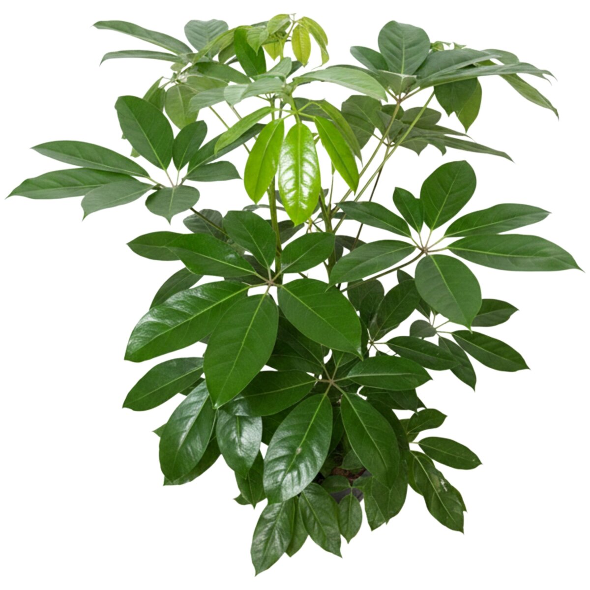 Strahlenaralie Schefflera amate 2 Tuff Hydrokultur | 100cm
