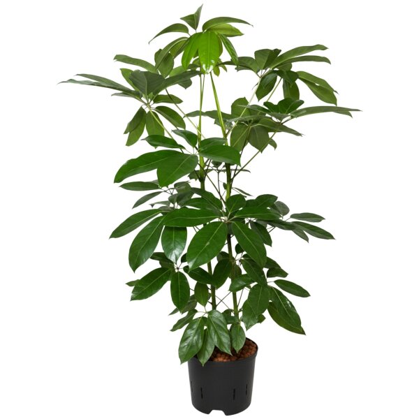 Strahlenaralie Schefflera arboricola Amate 2er Tuff | Hydrokultur Zimmerpflanze in Blähton | Grünpflanze 100cm im Kulturtopf 13/12 mit Gießanzeiger