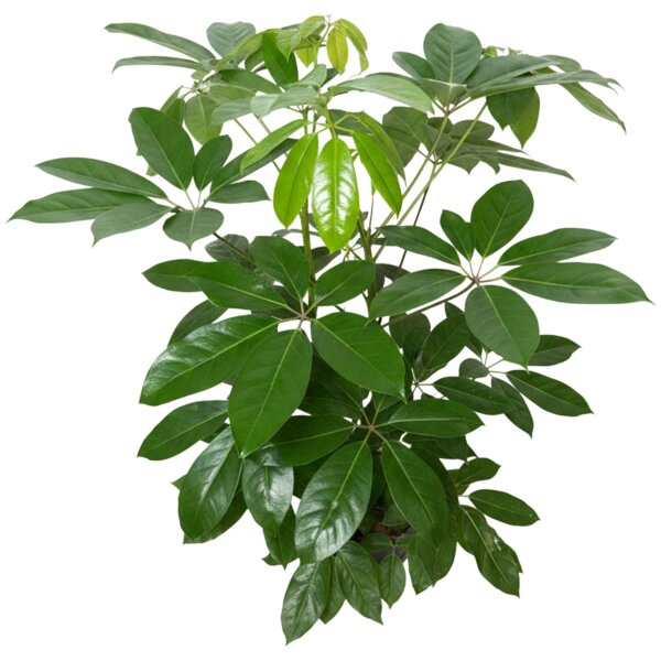 Strahlenaralie Schefflera arboricola Amate 2er Tuff | Hydrokultur Zimmerpflanze in Blähton | Grünpflanze 100cm im Kulturtopf 13/12 mit Gießanzeiger