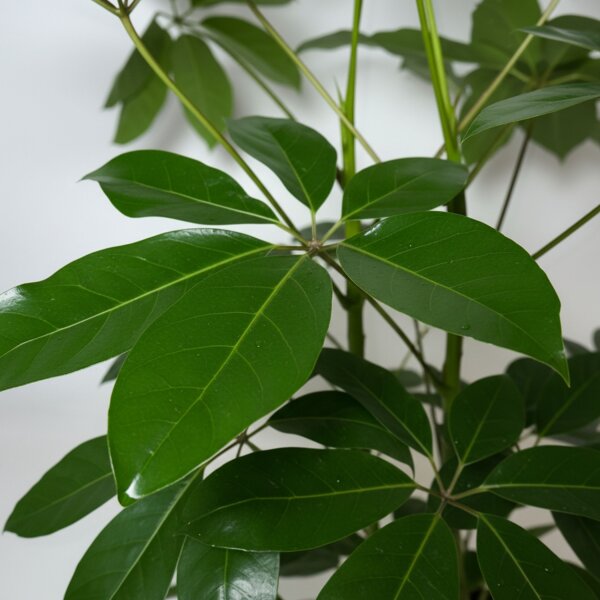 Strahlenaralie Schefflera arboricola Amate 2er Tuff | Hydrokultur Zimmerpflanze in Blähton | Grünpflanze 100cm im Kulturtopf 13/12 mit Gießanzeiger