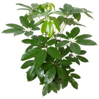 Strahlenaralie Schefflera arboricola Amate 2er Tuff |...