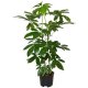Strahlenaralie Schefflera arboricola Amate 2er Tuff | Hydrokultur Zimmerpflanze in Blähton | Grünpflanze 100cm im Kulturtopf 13/12 mit Gießanzeiger