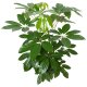 Strahlenaralie Schefflera arboricola Amate 2er Tuff | Hydrokultur Zimmerpflanze in Blähton | Grünpflanze 100cm im Kulturtopf 13/12 mit Gießanzeiger