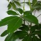 Strahlenaralie Schefflera arboricola Amate 2er Tuff | Hydrokultur Zimmerpflanze in Blähton | Grünpflanze 100cm im Kulturtopf 13/12 mit Gießanzeiger