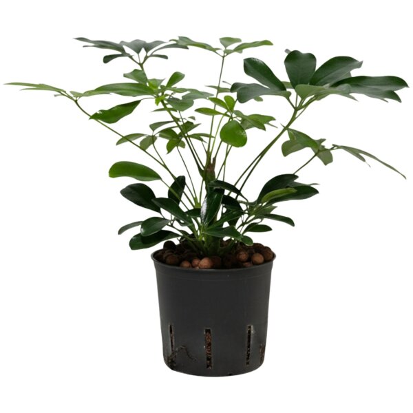 Strahlenaralie Schefflera arboricola | Hydrokultur Zimmerpflanze in Blähton | Grünpflanze 30cm hoch im Kulturtopf 13/12 mit Gießanzeiger