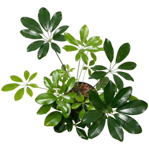 Strahlenaralie Schefflera arboricola | Hydrokultur Zimmerpflanze in Blähton | Grünpflanze 30cm hoch im Kulturtopf 13/12 mit Gießanzeiger