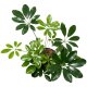 Strahlenaralie Schefflera arboricola | Hydrokultur Zimmerpflanze in Blähton | Grünpflanze 30cm hoch im Kulturtopf 13/12 mit Gießanzeiger