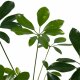 Strahlenaralie Schefflera arboricola | Hydrokultur Zimmerpflanze in Blähton | Grünpflanze 30cm hoch im Kulturtopf 13/12 mit Gießanzeiger