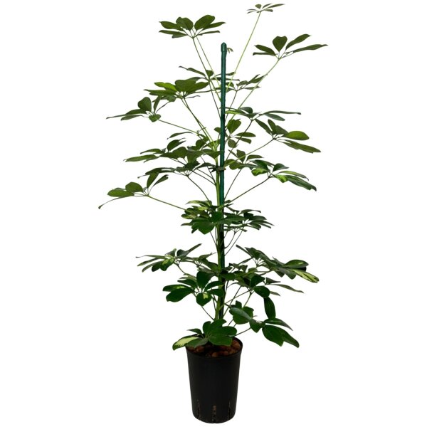 Strahlenaralie Schefflera arboricola Gold Capella Tuff | Hydrokultur Zimmerpflanze in Blähton | Grünpflanze 70-100cm hoch im Kulturtopf 15/19 mit Gießanzeiger