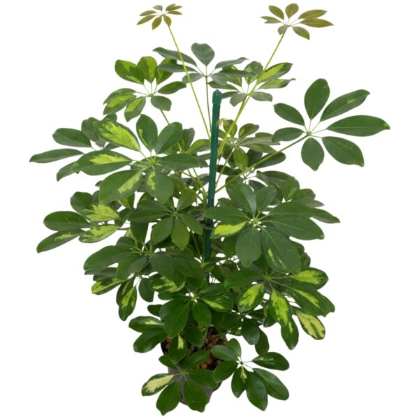 Strahlenaralie Schefflera arboricola Gold Capella Tuff | Hydrokultur Zimmerpflanze in Blähton | Grünpflanze 70-100cm hoch im Kulturtopf 15/19 mit Gießanzeiger